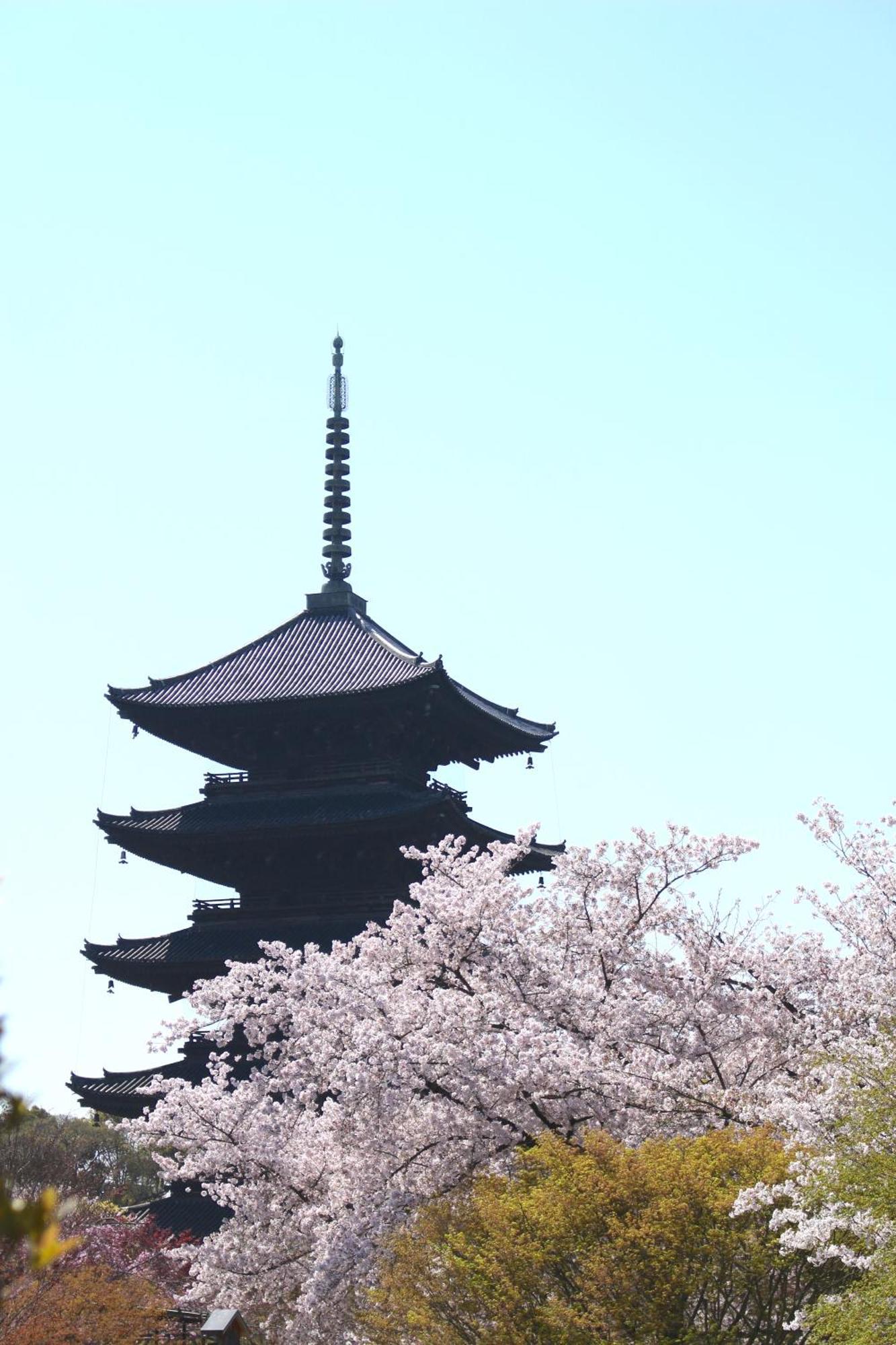 Stay Sakura Kyoto Tsubaki Luaran gambar